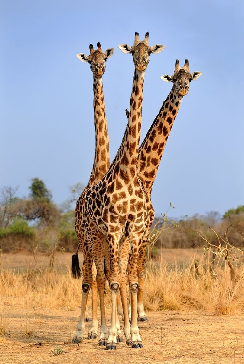 Picture of THREE HEADED GIRAFFE