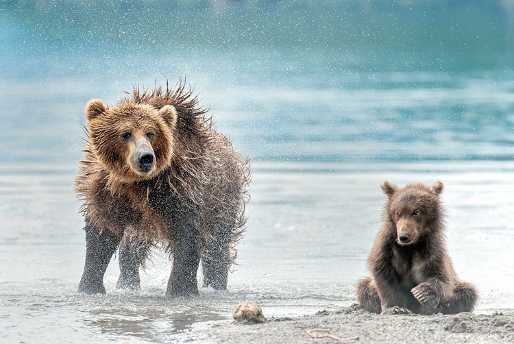 Picture of SHAKING - KAMCHATKA