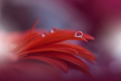 Picture of RED PASSION...