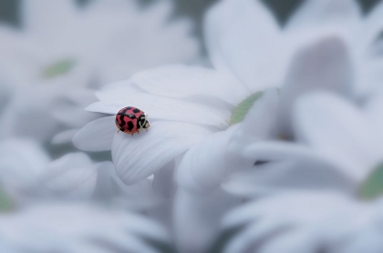 Picture of BEAUTIFUL LADYBUG