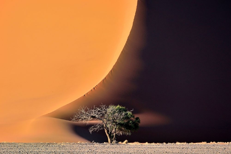 Picture of THE DUNE AND THE TREE