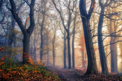 Picture of THE FOREST PATH.