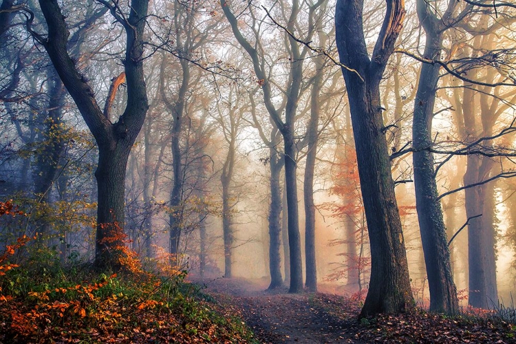 Picture of THE FOREST PATH.