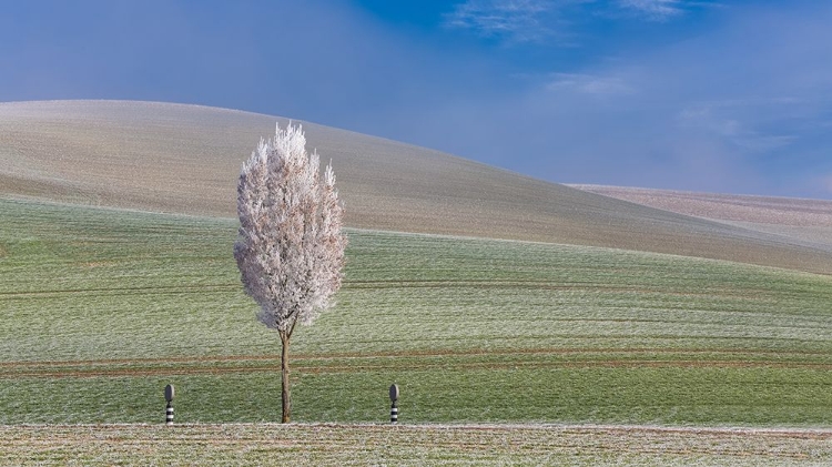 Picture of FROZEN WINTER DAY