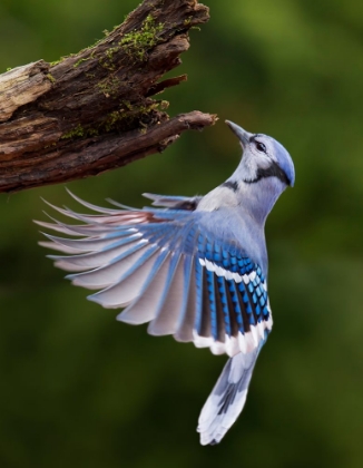 Picture of BLUE JAY IN FLIGHT