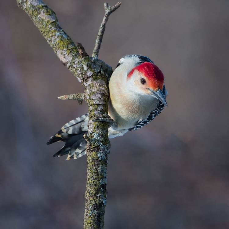 Picture of MALE RED BELLIED WOODPECKER