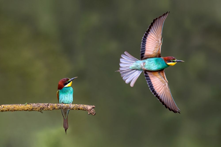 Picture of BEE-EATER GOING FOR FOOD