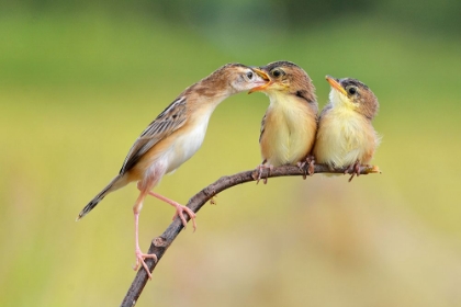 Picture of BIRD FEEDING BABIES