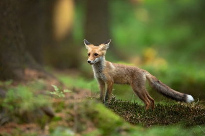 Picture of RED FOX