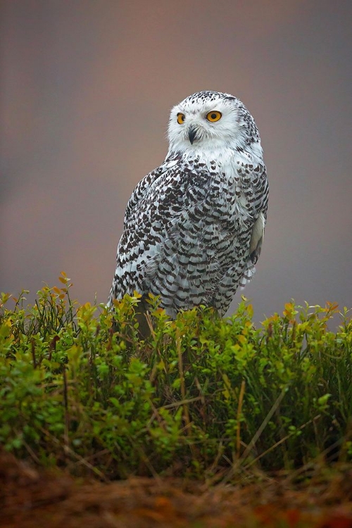 Picture of SNOWY OWL