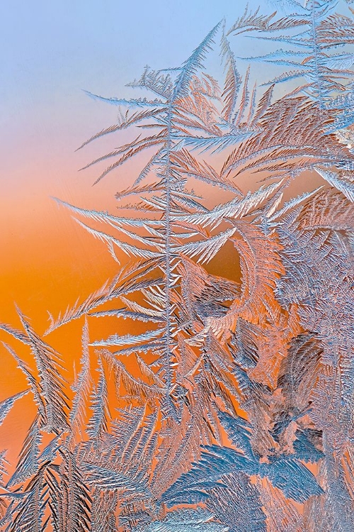 Picture of ICE FLOWER