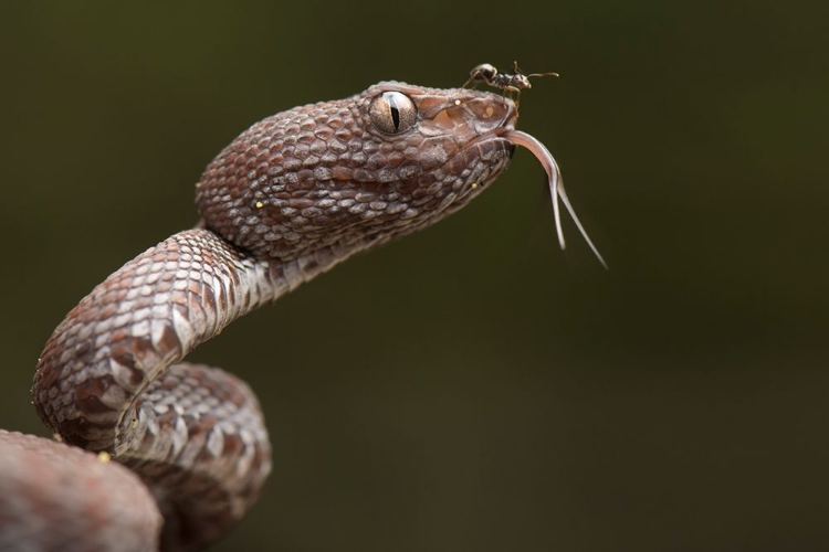 Picture of TRIMERESURUS PURPUREOMACULATUS AND FORMICIDAE (ANT)