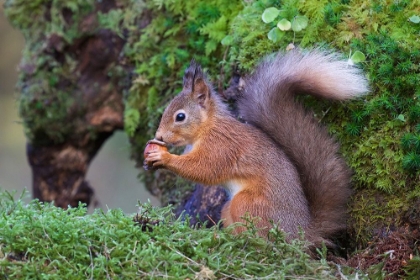 Picture of RED SQUIRREL