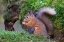 Picture of RED SQUIRREL