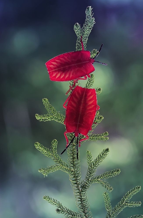 Picture of RED LADYBUG