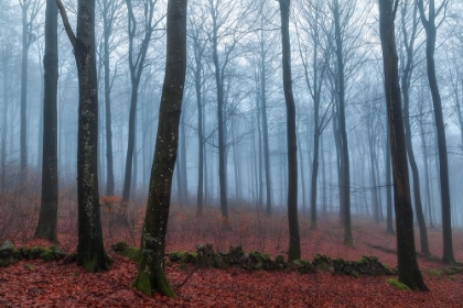 Picture of MISTY WOODS