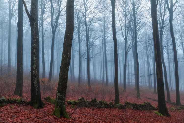 Picture of MISTY WOODS