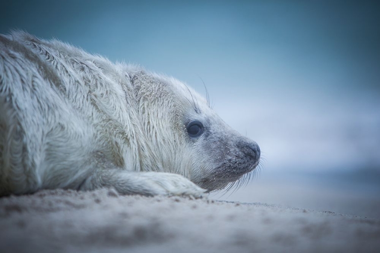 Picture of BABY SEAL