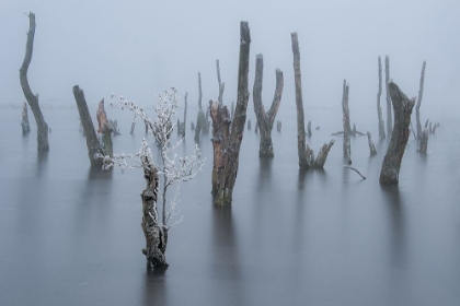 Picture of FROZEN AND FOGGY WORLD ........