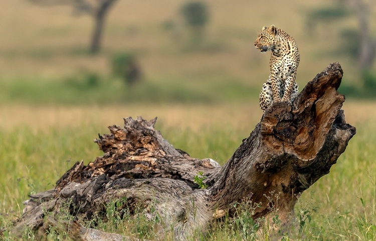 Picture of LEOPARD - SERENGETI