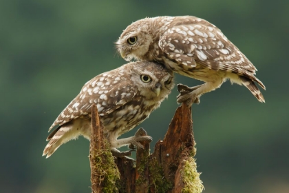 Picture of COMFORTING LITTLE OWLS