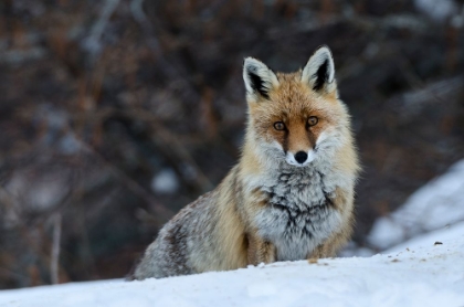 Picture of FOX IN WINTER