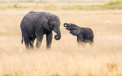 Picture of MOTHER AND BABY ELEPHANTS