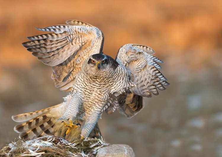 Picture of GOSHAWK