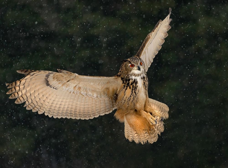 Picture of EURASIAN EAGLE OWL