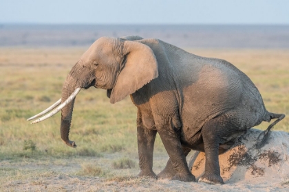 Picture of BUTT SCRATCHING - SIMPLE DIVINE