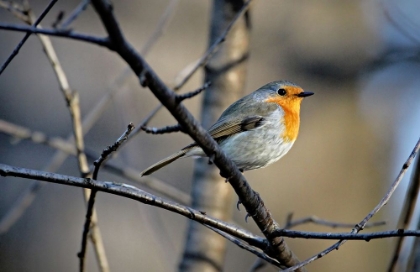 Picture of LITTLE RED ROBIN