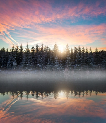 Picture of SMALL LAKE IN THE FOREST