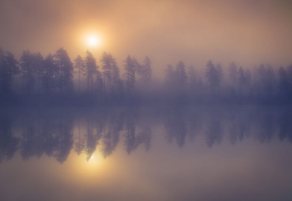 Picture of MISTY TREES