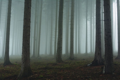 Picture of FOGGY FOREST