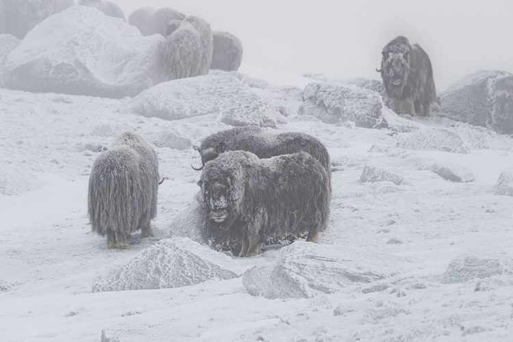 Picture of MUSKOX