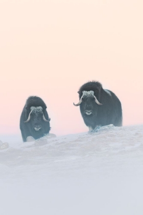 Picture of MUSKOX