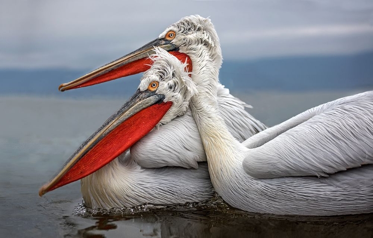 Picture of DALMATIAN PELICANS