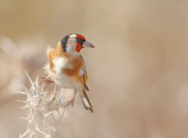 Picture of GOLDFINCH - PROFILE