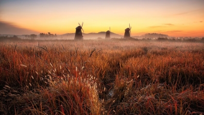 Picture of AUTUMN MORNING