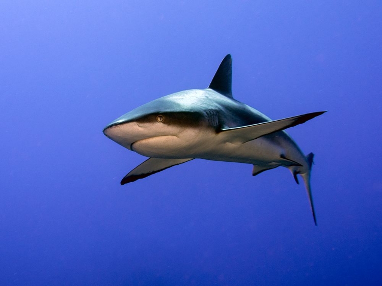 Picture of GREY REEF SHARK  (CARCHARHINUS AMBLYRHYNCHOS)