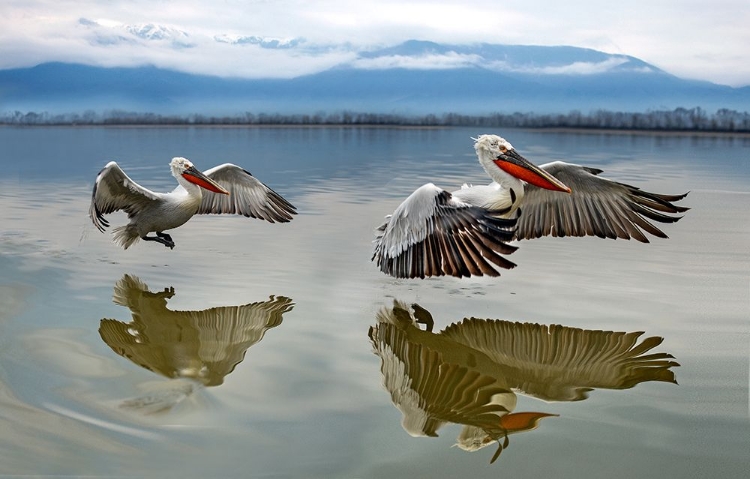 Picture of PELICANS FLYING