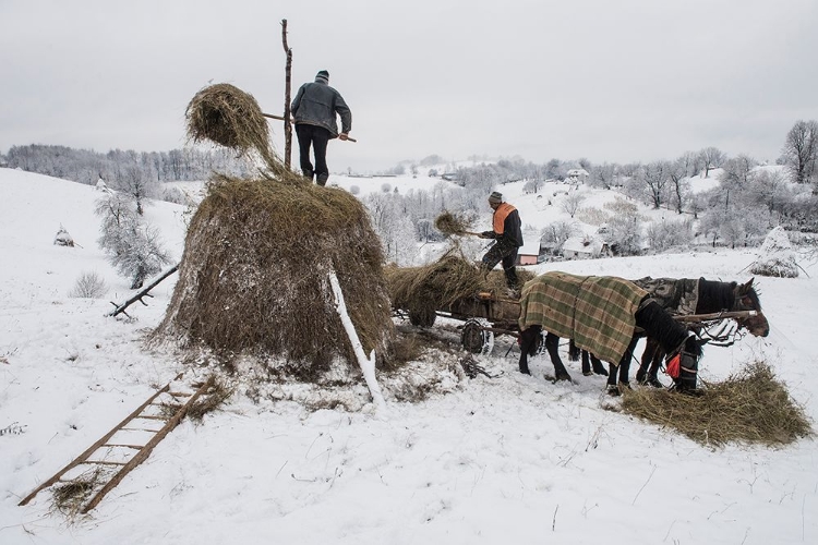 Picture of IN THE WINTER