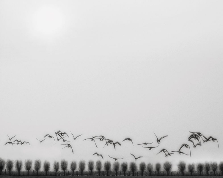 Picture of SEAGULLS OVER THE FIELDS