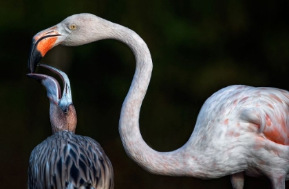 Picture of MOTHER FLAMINGO WITH CHICK