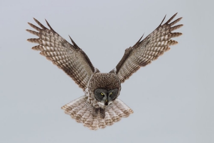 Picture of GREAT GREY OWL