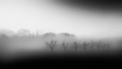 Picture of EIGHT TREES IN THE MIST