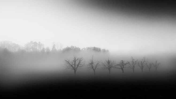 Picture of EIGHT TREES IN THE MIST