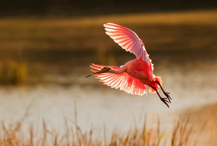 Picture of ROSEATE SPOONBILL