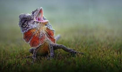 Picture of FRILLED DRAGON