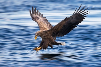 Picture of WHITE-TAILED EAGLE